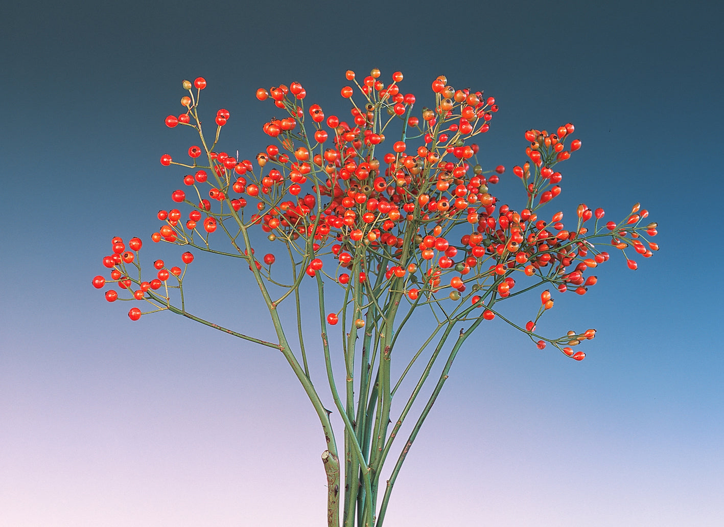 Rametti Corallo.jpg__PID:faa186d3-ddff-4796-a9b1-f452187f0064